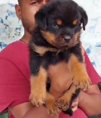 Purchase KCI Registered Rottweiler Puppy from Vizag